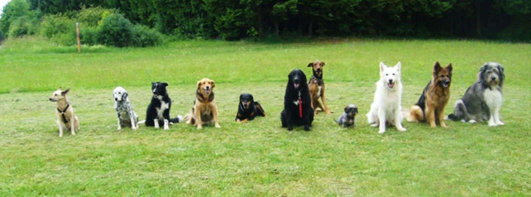 hundegruppe.jpg