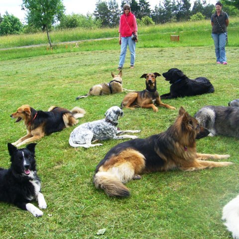 hunde auf wiese
